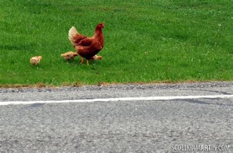 Ontdek de Smaken van Chicken Road Casino in Nederland - overview