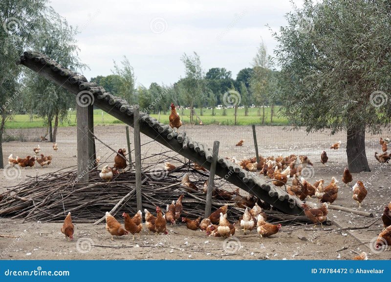 Chicken road spel in Netherlands
